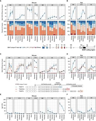 Revisiting the expression of BDNF and its receptors in mammalian development